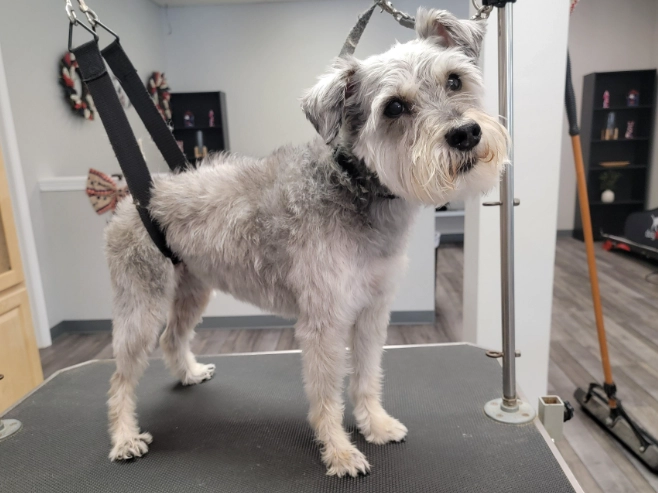 What does FFF mean in dog grooming What does FFF mean in dog grooming