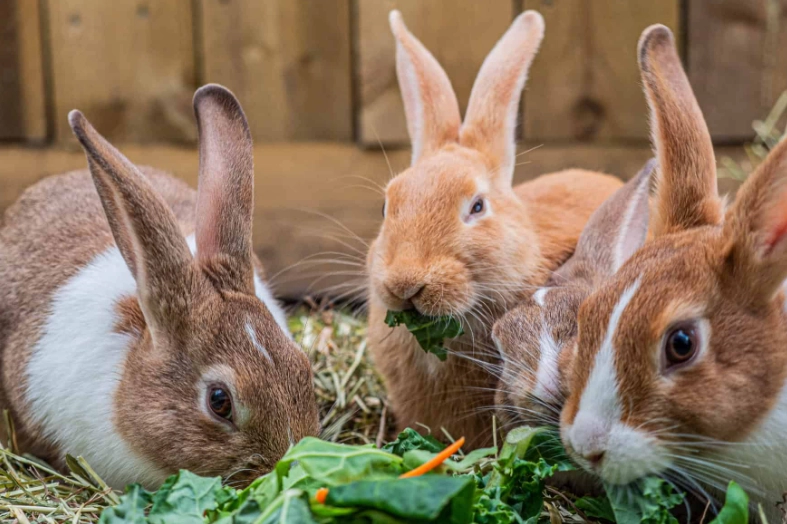 what do rabbits eat what do rabbits eat
