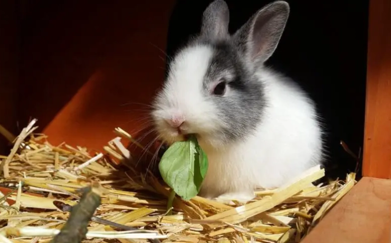 rabbit care rabbit care