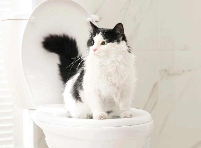 How to train a cat to use the toilet and flush