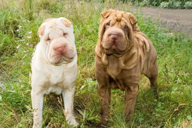 rabbit care rabbit care