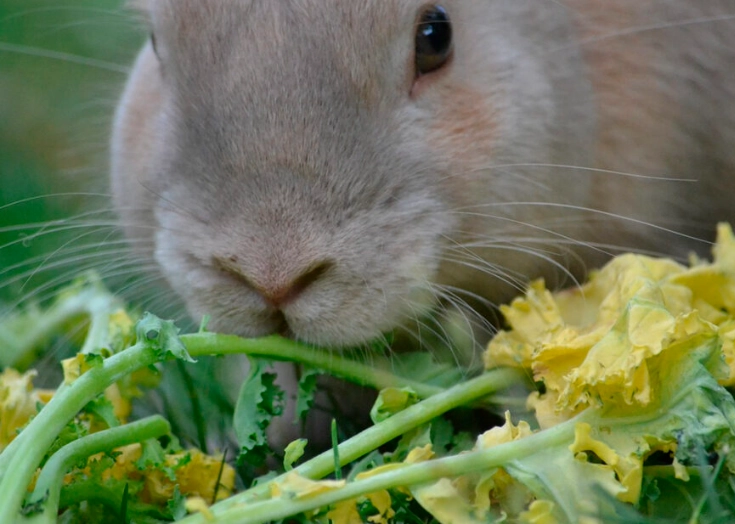rabbit diet rabbit diet