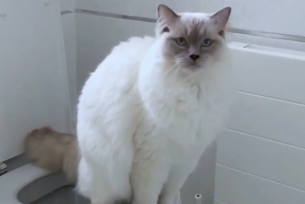 train cat to use toilet