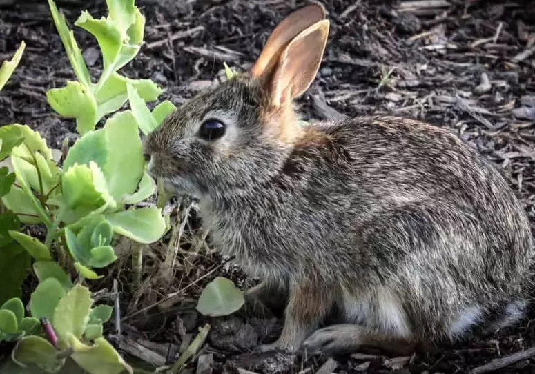 wild rabbit diet