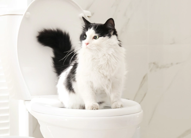 cat toilet training