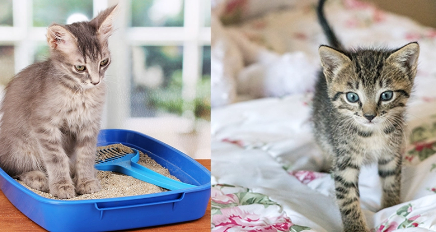 outdoor cat potty training