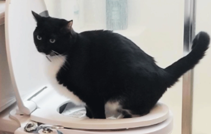 litter box alternatives