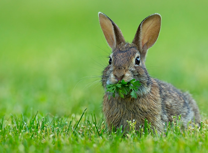 rabbit natural habitat food