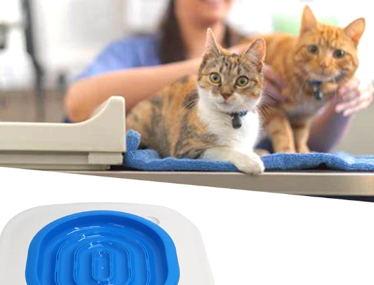 how to toilet train a cat how to toilet train a cat