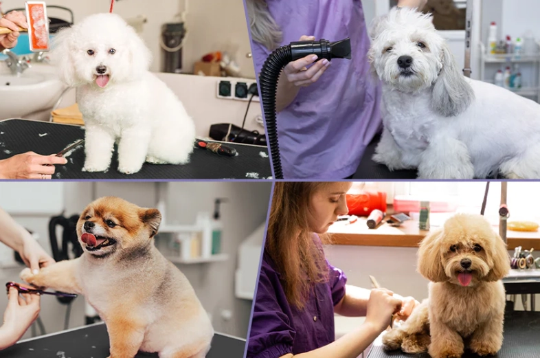 is $5 tip good for dog groomer is $5 tip good for dog groomer