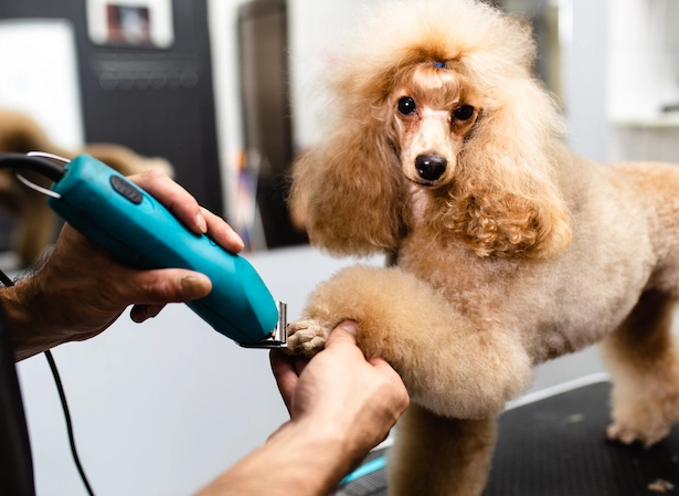 dog groomer tip dog groomer tip