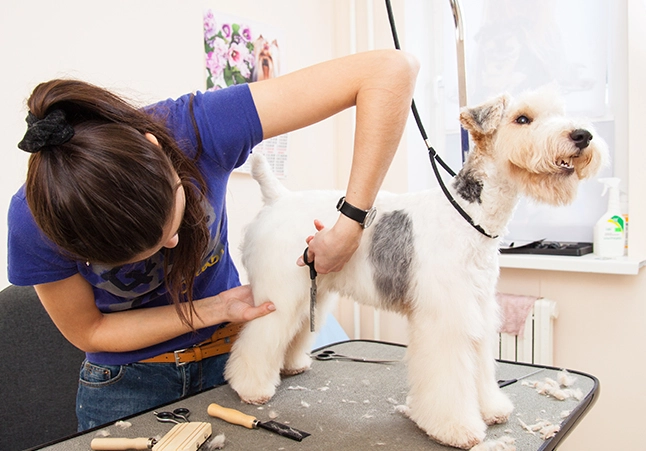 is $5 tip good for dog groomer is $5 tip good for dog groomer
