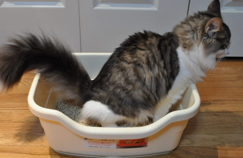 How long does it take for a cat to learn how to use a litter box?