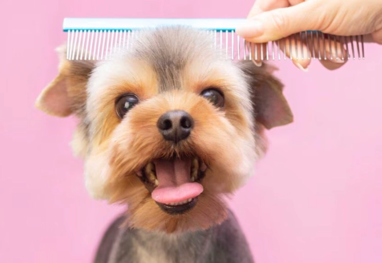 how much to tip dog groomer how much to tip dog groomer