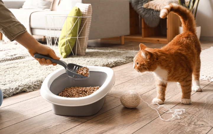 how to train cat to use litter box