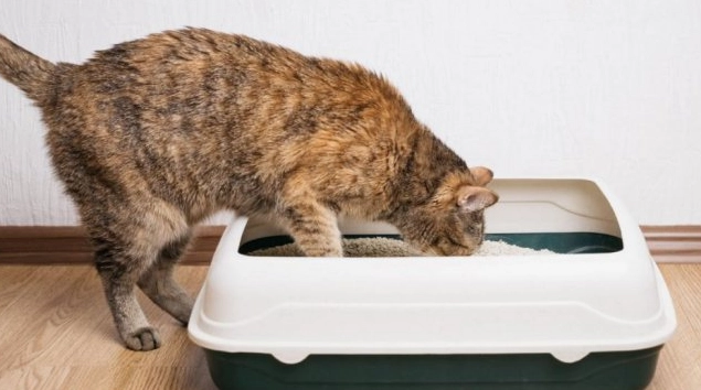 how to litter train a kitten how to litter train a kitten