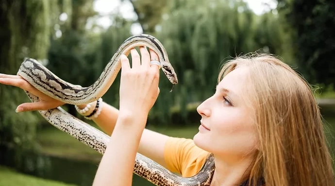 Can you handle a snake before feeding