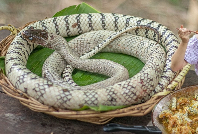 feeding snake safety