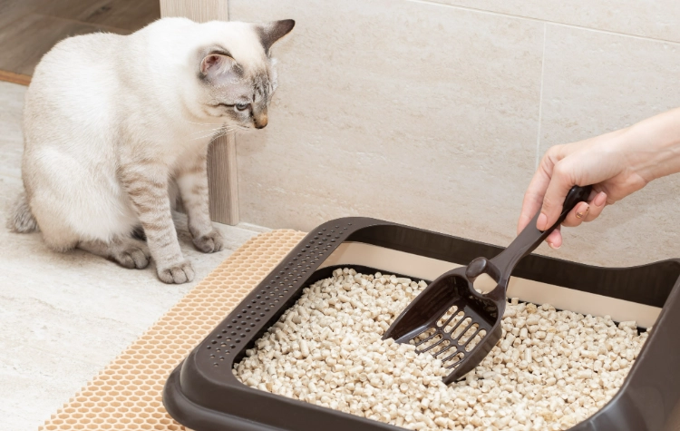 Litter Box Training Time for Cats: A Realistic Guide