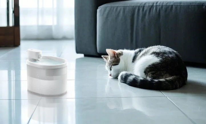 cat litter box training cat litter box training