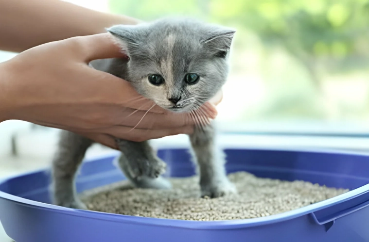 litter box problems Persian cat