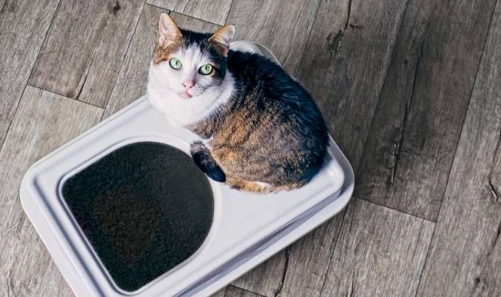 Persian cat litter training