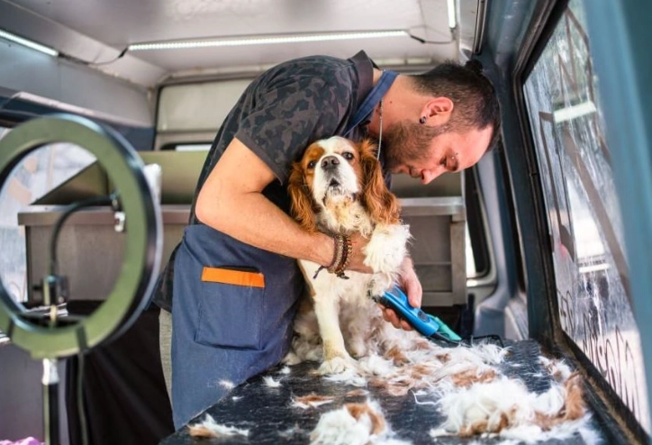 how to choose a dog groomer
