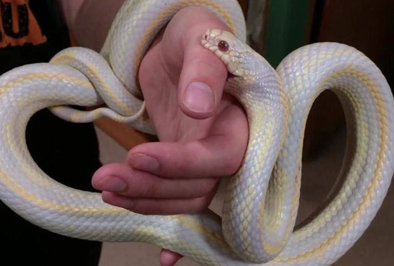 feeding snake safety