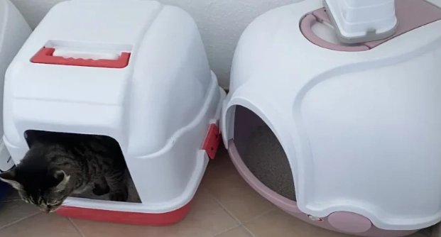 litter box problems Persian cat