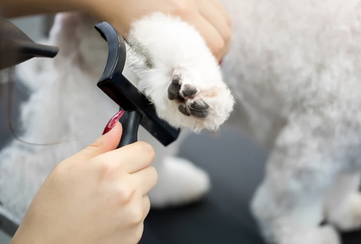 how much to tip dog groomer how much to tip dog groomer