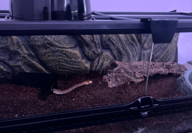 best snake for beginners