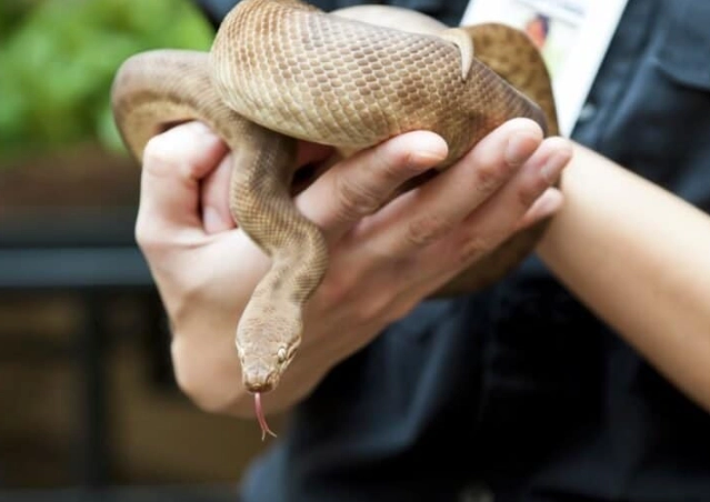 non-venomous pet snakes non-venomous pet snakes