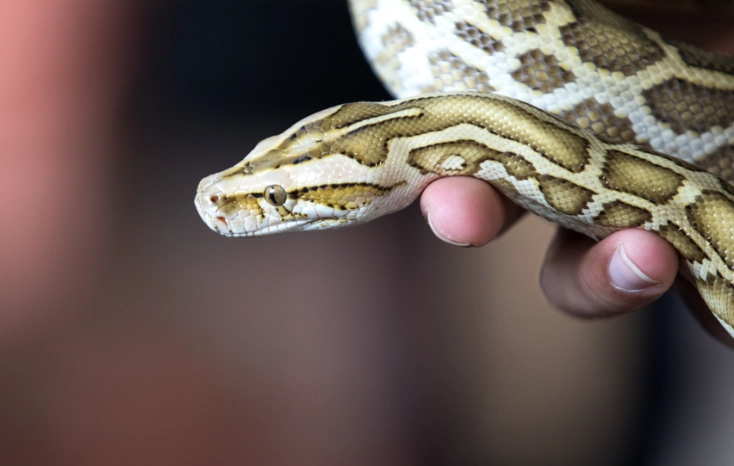 best beginner snakes best beginner snakes