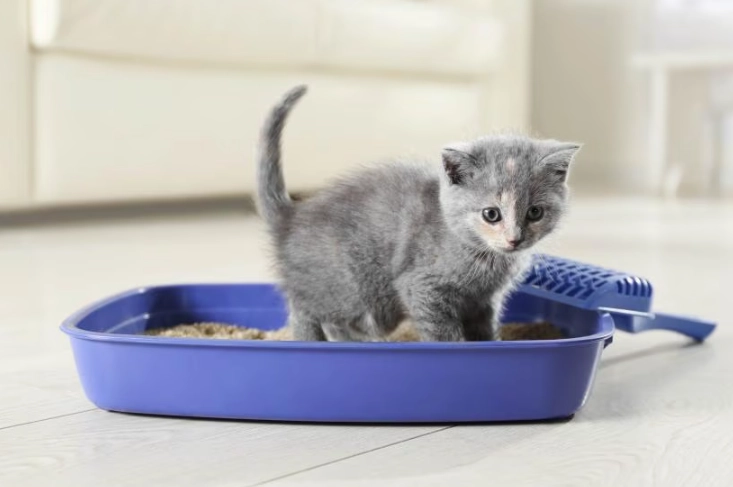 kitten litter training