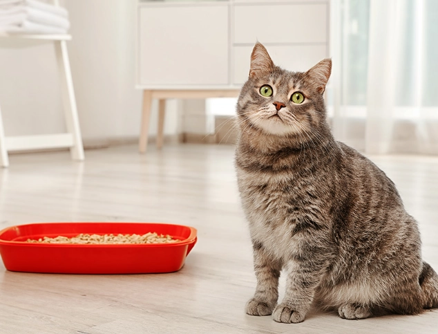 cat won't use litter box