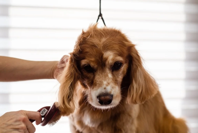 dog grooming clippers guide