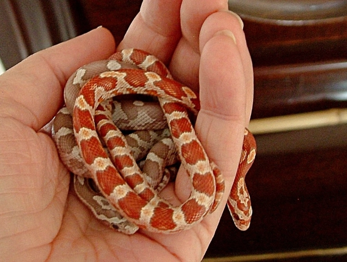 best beginner snakes best beginner snakes