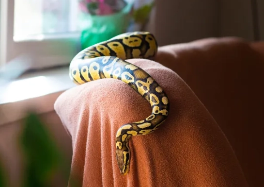 corn snake care corn snake care