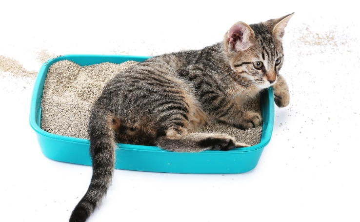 litter train a kitten