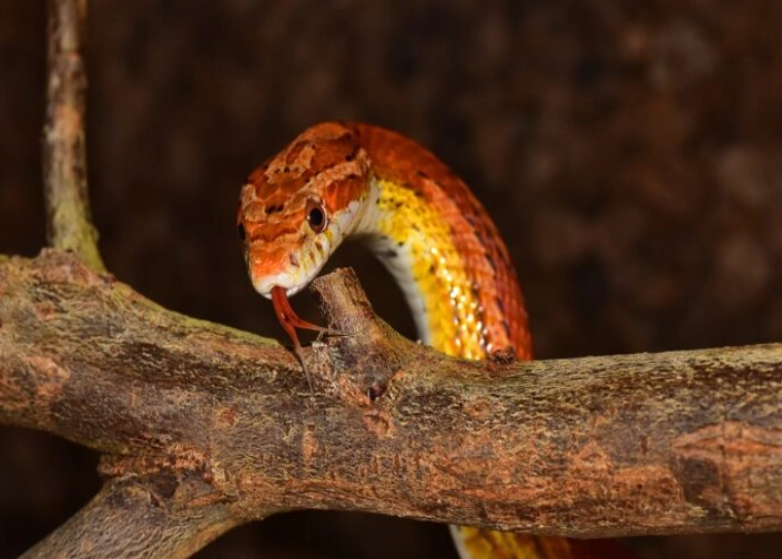 first time snake owner