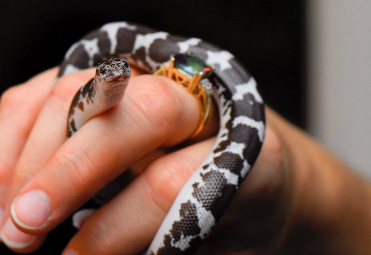 corn snake care corn snake care