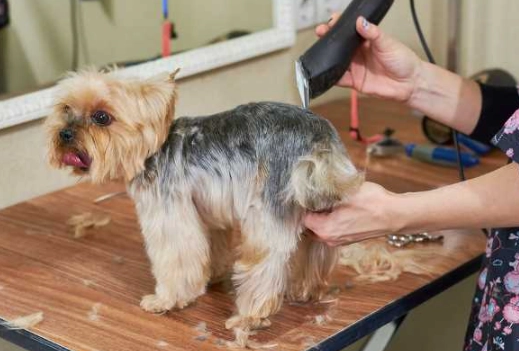 groom dog at home