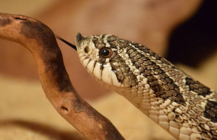 non-venomous pet snakes non-venomous pet snakes