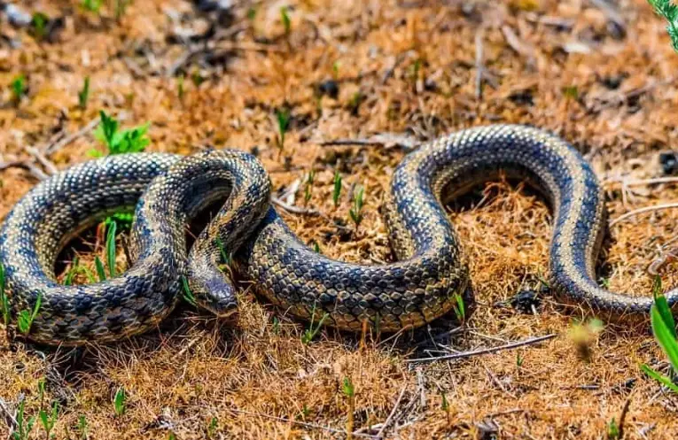 best beginner snakes best beginner snakes