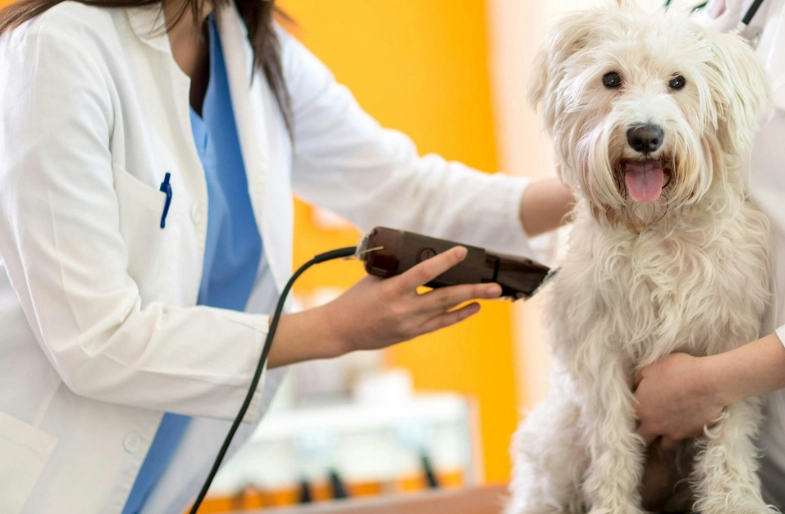 dog grooming clippers guide