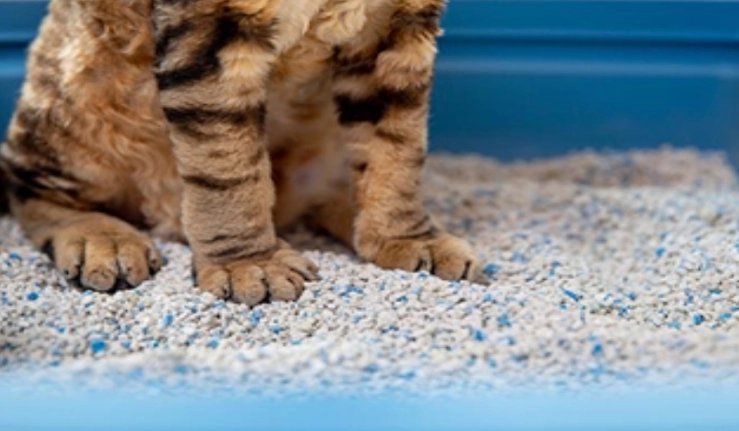 how to litter train a kitten