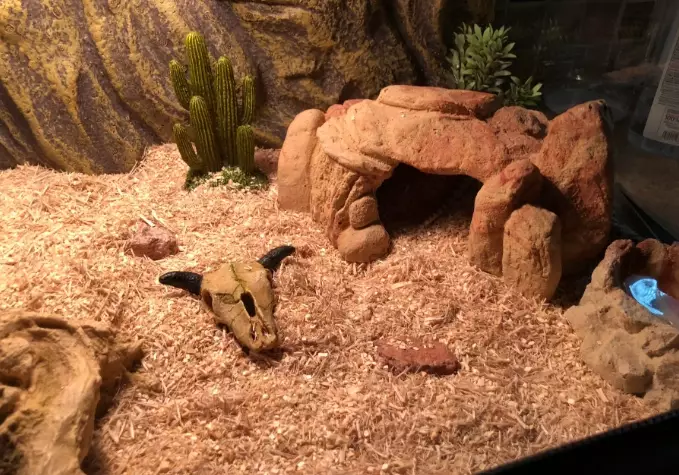 first time snake owner