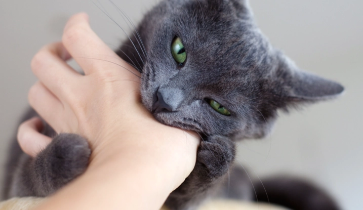 how to stop cat from scratching furniture