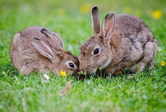 feeding pet rabbit