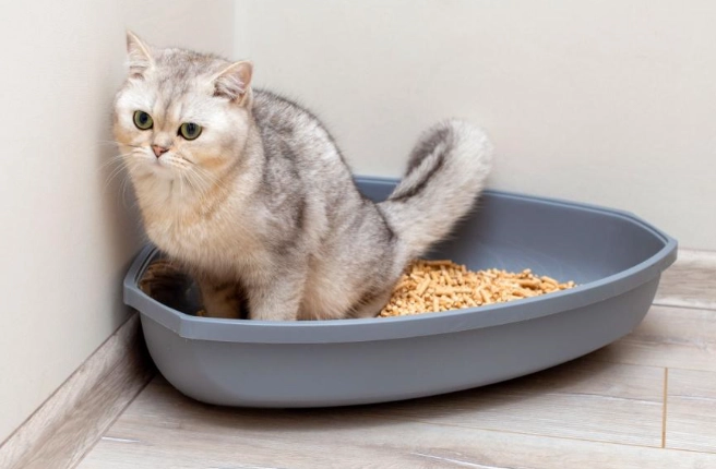 cat litter training